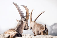 Les photographies d'animaux de montagne. bouquetins , chamois, marmottes | Cyrille Quintard Photography : Tableau photo de montagne
