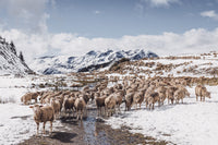 Les moutons de la montagne.