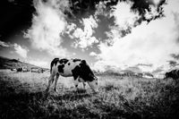 La vache noire : photographie noir et blanc.