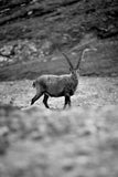 Photo le bouquetin N&B
