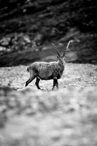 Photo de bouquetin noir et blanc – Animal de montagne