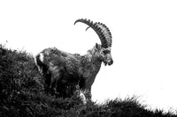 Bouquetin mâle des Alpes aux grandes cornes photographié en noir et blanc sur une crête de montagne