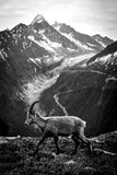 Bouquetin sur les hauteurs de Chamonix vers la Tête aux Vents avec le massif du Mont-Blanc en arrière-plan