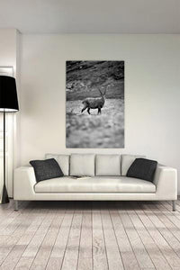 Photo le bouquetin N&B