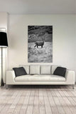 Photo le bouquetin N&B