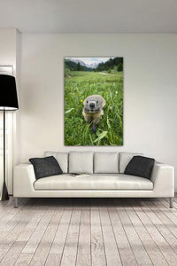 La marmotte maman de la montagne.