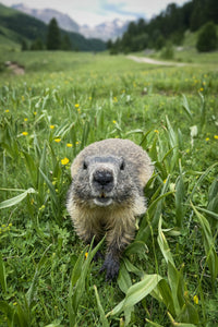 La marmotte maman de la montagne.