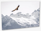 Le vautour en Oisans : photo d'animaux de montagne.