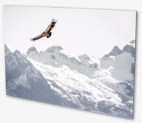 Le vautour en Oisans : photo d'animaux de montagne.
