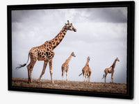 Photo la famille girafe du kenya.