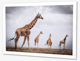Photo la famille girafe du kenya.