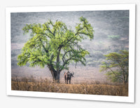 L'arbre et le le buffle du kenya.