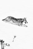 Le Loup de l'Oisans en noir et blanc : photo d'animaux de montagne.