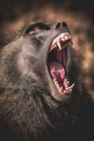 Le babouin du kenya photo animaux.