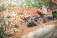 La famille Marmotte (Photographie couleur).