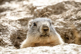 La marmotte de Cuy (Photographie couleur). - Cyrille Quintard Photography : Tableau photo de montagne