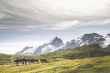 La Meije et ses vaches et ses vaches 2 (Photographie couleur). - Cyrille Quintard Photography : Tableau photo de montagne