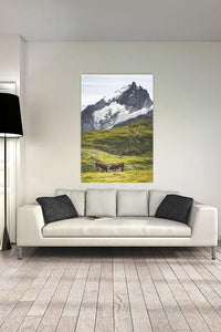 La Meije et ses vaches et ses vaches verticale (Photographie couleur). - Cyrille Quintard Photography : Tableau photo de montagne