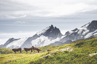 La Meije et ses vaches (Photographie couleur). - Cyrille Quintard Photography : Tableau photo de montagne