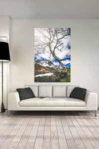 L'arbre de la haute vallée de la clarée (Photographie couleur). - Cyrille Quintard Photography : Tableau photo de montagne