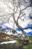 L'arbre de la haute vallée de la clarée (Photographie couleur). - Cyrille Quintard Photography : Tableau photo de montagne