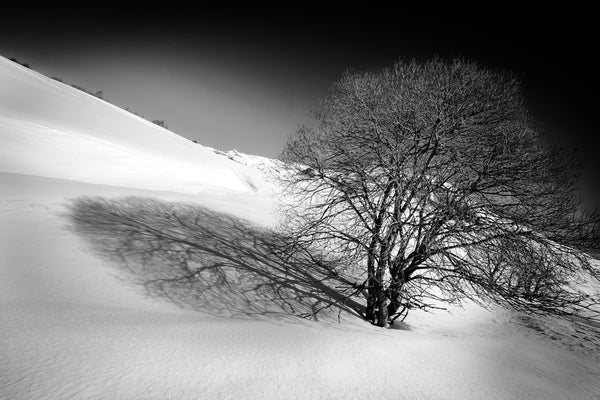 L'arbre en noir et blanc  : photographie de paysage de montagne..