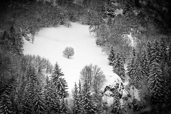 L'arbre seul en hiver (Photographie couleur).