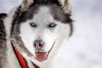Le husky aux yeux bleus - Cyrille Quintard Photography : Tableau photo de montagne