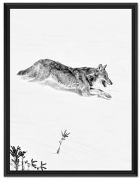 Le Loup de l'Oisans en noir et blanc : photo d'animaux de montagne - Cyrille quintard photo