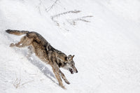 Le Loup de l'Oisans horizontal : photo d'animaux de montagne - Cyrille quintard photo