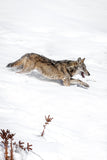 Le Loup de l'Oisans : photo d'animaux de montagne - Cyrille quintard photo