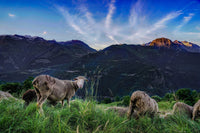 Le mouton  : photographie d'animaux de montagne.