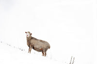 Le mouton seul - Cyrille Quintard Photography : Tableau photo de montagne