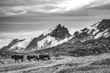 Les vaches de la Meije (Photographie noir et blanc) - Cyrille Quintard Photography : Tableau photo de montagne