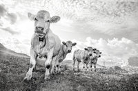 Les vaches de poutran - Cyrille Quintard Photography : Tableau photo de montagne