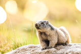 Marmotte au soleil (Photographie couleur) - Cyrille Quintard Photography : Tableau photo de montagne