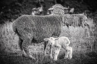 Photo d'animaux de montagne : L'agneau et sa mère - Photos de montagne : Cyrille quintard