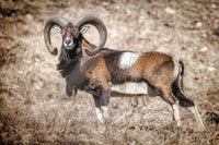 Photo d'animaux de montagne le mouflon - Photos de montagnes