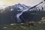 photo de montagne bouquetin a Chamonix - Photos de montagnes