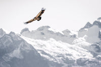 Photographie le vautour en Oisans : photo d'animaux de montagne - Photos de montagne : Cyrille quintard