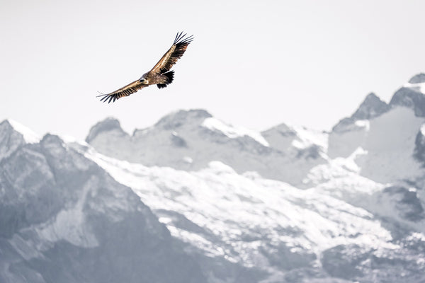Photographie le vautour en Oisans : photo d'animaux de montagne - Photos de montagne : Cyrille quintard