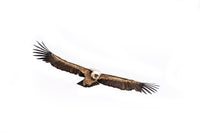 Photographie le vautour : photo d'animaux de montagne - Photos de montagne : Cyrille quintard