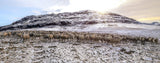 Photographie panoramique les moutons (5:2) - Cyrille Quintard Photography : Tableau photo de montagne