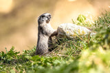 Tableau photo de montagne : La marmotte debout - Cyrille Quintard Photography : Tableau photo de montagne