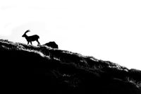 Tableau photo de montagne : Le bouquetin de l'ombre. - Cyrille Quintard Photography : Tableau photo de montagne