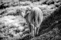 Tableau photo de montagne : Le mouton de La Croix de fer - Cyrille Quintard Photography : Tableau photo de montagne