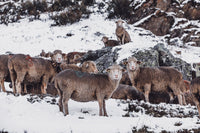 Tableau photo de montagne : Les moutons de L'oisans 2 - Cyrille Quintard Photography : Tableau photo de montagne