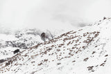 Tableau photo de montagne : Les moutons de L'oisans - Cyrille Quintard Photography : Tableau photo de montagne