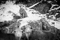 Tableau photo de montagne : Les moutons de sarenne 3 - Cyrille Quintard Photography : Tableau photo de montagne
